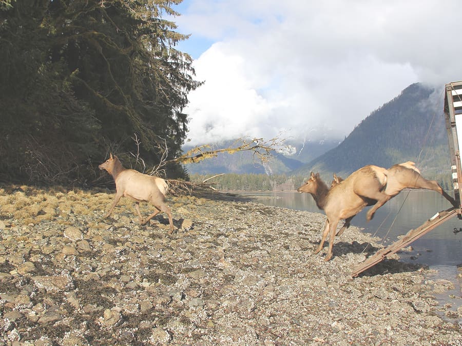 Xay Temixw Land Use Plan & Roosevelt Elk Reintroduction